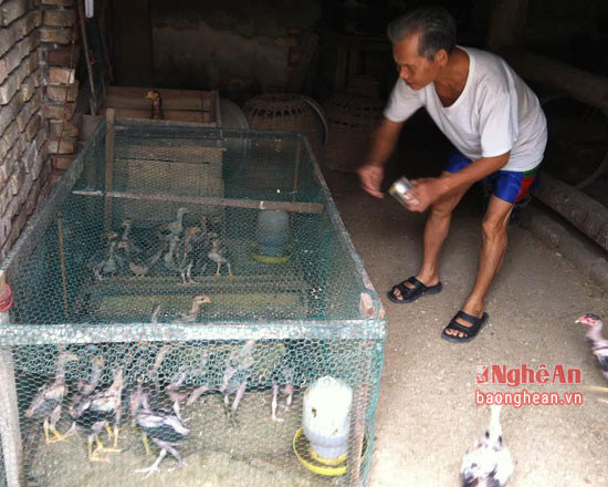 Mỗi năm ông nuôi 3 lứa, mỗi lứa gần 200 con, xuất chuồng trên 160 con. Trong quá trình nuôi, nếu con nào đá hay có thể bán từ 1,2 triệu đồng/con đến 1,5 đồng/con. Mỗi năm ông Ba thu lãi khoảng 80 triệu đồng từ nuôi gà chọi với hàng chục con.