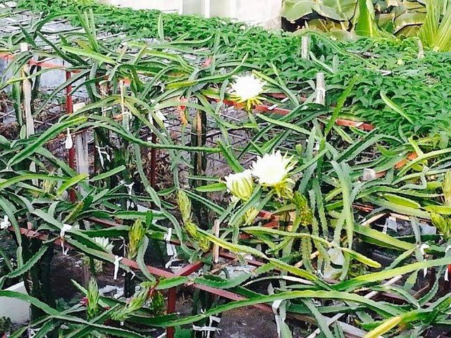 Tuy nhiên, ông Thắng lưu ý, thanh long là loại cây trồng ưa ánh sáng, phải có ánh sáng cây mới ra hoa và đậu quả. Không chỉ trồng trên sân thượng để hứng nắng, gần đây, buổi tối ông còn thắp thêm hai bóng điện để tăng độ sáng cho vườn thanh long. Cây thanh long có ưu điểm là không sâu bệnh, không tốn quá nhiều công chăm sóc, đặc biệt, cây còn không có lá nên đỡ phải quét dọn vườn khi lá rụng. “Tôi trồng phục vụ nhu cầu ăn uống của gia đình là chính, lúc thu hoạch nhiều quá thì đem biếu bớt hàng xóm, cho bạn bè chứ không bán”, ông Thắng nói.