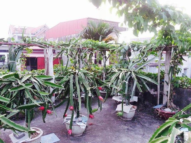 Vườn thanh long trên sân thượng có đủ ánh sáng nên cho quả sai trĩu.