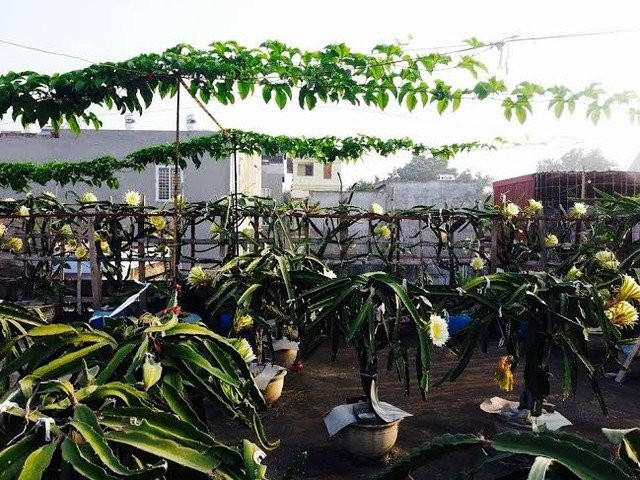 Ông cũng tiết lộ, thanh long là loại cây cực dễ trồng và chăm sóc. Chỉ cần chọn chậu xi măng cao 40cm, có đường kính miệng 40 cm, rồi lấy xỉ than, đất, phân gà, phân NPK trộn với nhau cho vào chậu là trồng được. Trời nắng, cần tưới nước ngày một lần, còn trời mát mẻ như hiện tại thì 2 ngày mới phải tưới. Có hôm bận việc, ông quên tưới nước mà cây cũng chẳng sao, vẫn sống tốt. Thanh long thường ra hoa, đậu quả từ tháng 4 đến tháng 10. Vì thế, mỗi năm ông chỉ bón phân NPK vào gốc cây một lần vào tháng 3 để đón đợt ra hoa vào tháng 4.