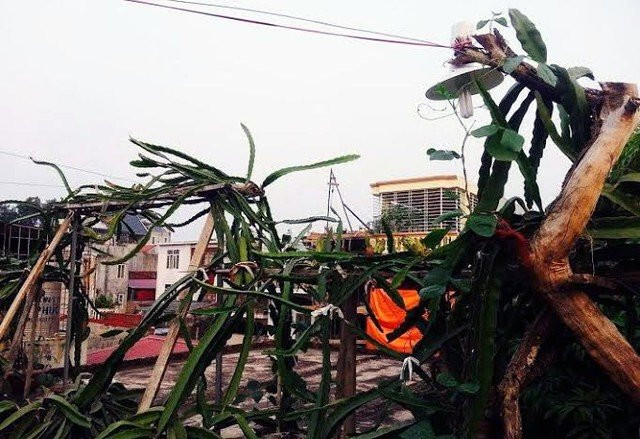 Tối đến, ông Thắng còn thắp thêm hai bóng điện để cung cấp sáng, giúp thanh long đậu quả tốt hơn.