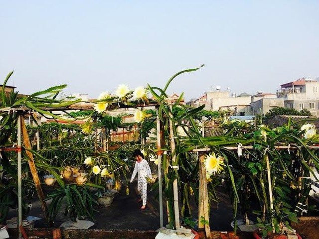 “Trước đây tôi đã trồng thanh long trong chậu sứ, nhưng được một thời gian thì chậu bị vỡ mà giá chậu sứ lại đắt. Nay tôi chuyển sang chậu xi măng, thấy bền và giá thành rẻ hơn hẳn”, ông Thắng nói. Sau một năm, giờ ông đã có gần 100 gốc thanh long trên sân thượng. Cây đã cho quả được nửa năm nay. “Thanh long ruột đỏ tuy quả nhỏ nhưng rất sai, ăn ngọt, đậm đà hơn hẳn thanh long ruột trắng. Năm đầu tiên bói quả có cây cho tận 10 quả. Đặc biệt, nhiều lúc vườn thanh long chín rực đỏ trên sân thượng”, ông Thắng khoe.