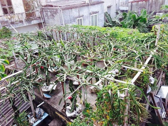 Ông Nguyễn Mạnh Thắng chia sẻ, cách đây khoảng một năm, ông có dịp thăm quan một mô hình trồng thanh long trong chậu mà vẫn ra hoa đậu quả. Khi về, ông nảy ra ý tưởng mua chậu cảnh và làm khung trụ để trồng thanh long trên khoảng sân thượng nhà mình. Theo lời ông Thắng, chi phí làm vườn thanh long hết chưa đầy 10 triệu đồng, trong đó bao gồm: tiền sắt làm khung 4 triệu, tiền chậu 4 triệu (giá 50.000 đồng/chậu), tiền nguyên liệu để làm cọc trụ cho mỗi gốc thanh long,... Chuẩn chị vật liệu xong, tự tay ông thiết kế và làm.