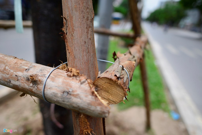 Các gốc cây cây được buộc và giằng bởi những sợi thép chắc chắn cho đến khi phát triển bình thường.