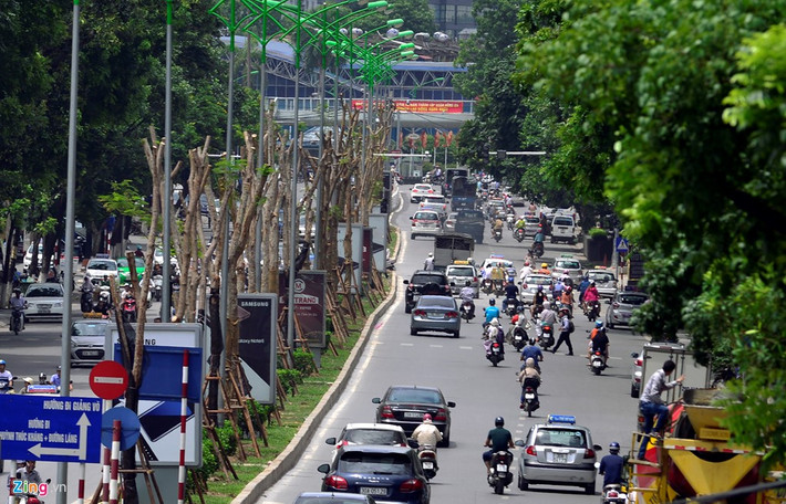 Trên tuyến đường Láng Hạ, khoảng 3 m lại có một gốc cây mới.