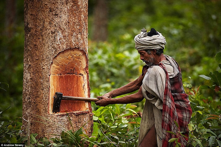 Họ sống phụ thuộc vào môi trường xung quanh do không nuôi trồng.