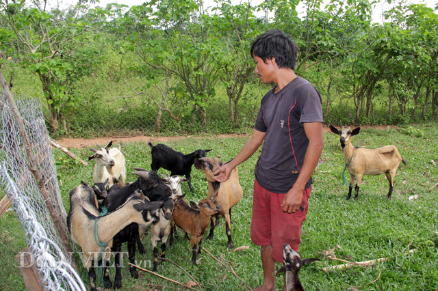 Anh Hồ Văn Hăm (SN 1982, trú Bản 5, xã Thuận, Hướng Hóa) cho biết, dê có trọng lượng khoảng 20kg, nuôi trong vòng 7-8 tháng gọi là dê tơ, cho thịt thơm ngon nhất. Dê cái có giá 110.000-120.000 đồng/kg. Giá dê đực hơn dê cái 10.000 đồng/kg. “Trung bình chuồng dê nhà tôi có từ 20 đến 30 con dê. Hai năm trở lại đây cứ đến dịp gần Tết là có rất nhiều người đến đặt mua dê để ăn. Khách mua 1 con dê khoảng trên 2 đến 3 triệu đồng đem về chia nhau, mỗi gia đình vài kg là có đặc sản chiêu đãi khách quý” – anh Hăm thông tin.