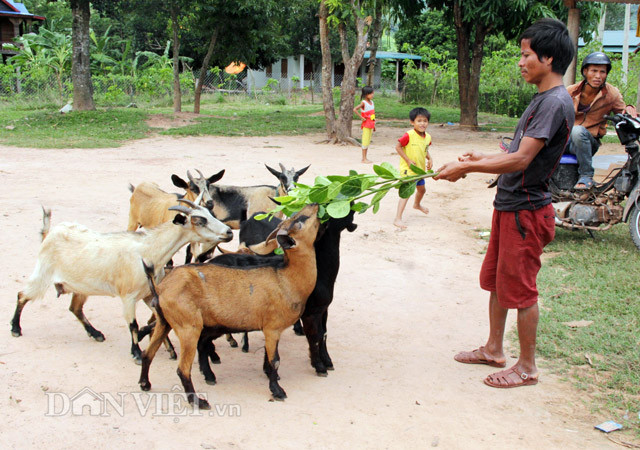 Đặc sản dê núi có thể chế biến được hàng chục món khác nhau đều ngon tuyệt như: dê ủ trấu, chân dê hầm thuốc bắc, dê hấp, nầm dê nướng, dê nướng mọi, dê hầm ngũ vị, dê nướng ngũ vị, canh sơn dược thịt dê, dê xào lăn, dê xào sa tế, dê xào sả ớt, dê né, dê tái chanh, cháo thịt dê, cháo gan dê, tiết canh dê, lẩu dê, cà ri dê, dê nhúng mẻ…