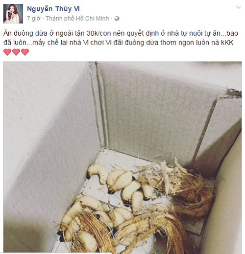 Được biết, đây chính là những con đuông dừa do chính tay Thúy Vi nuôi trước đó. Thúy Vi chia sẻ: "Đuông dừa ở ngoài tận 30k/con nên quyết định ở nhà tự nuôi tự ăn...bao đã luôn...mấy chế lại nhà Vi chơi Vi đãi đuông dừa thơm ngon luôn".