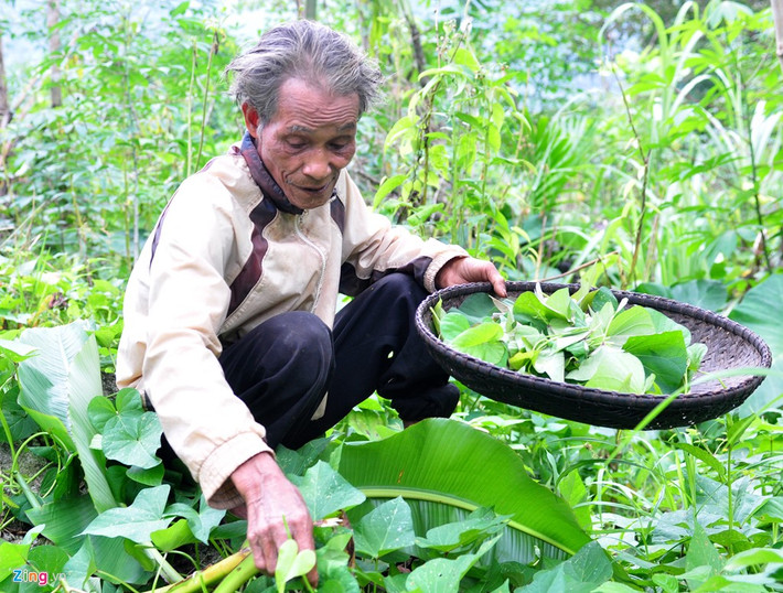 Khu rẫy xung quanh căn chòi, ông Châu trồng nhiều loại rau lang, khoai mì, gừng, nghệ, ớt, quế, bầu bí, chuối...và nhiều loại cây mai gan dùng làm thuốc chữa bệnh, giải độc.