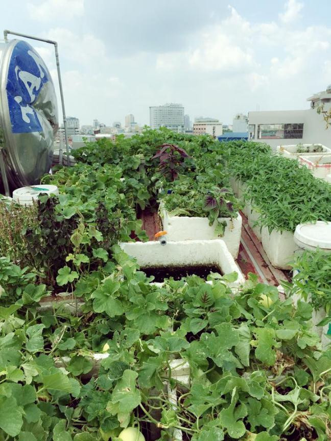 Đến nay sau một thời gian thử nghiệm thành công, chị đã quyết định mở rộng mô hình, nuôi thêm gà, thỏ, cá,... Nâng tổng mức đầu tư lên 70 triệu đồng, 1 con số không nhỏ đối với hộ gia đình.