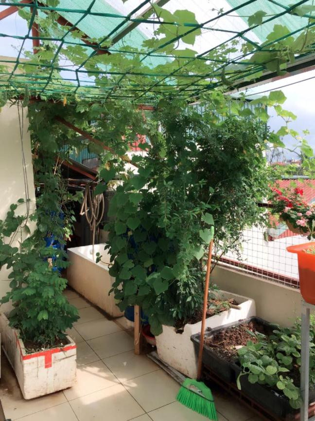 Sở hữu sân thượng rộng khoảng 100 m2, chị Lưu Thu Hương (30 tuổi- Hà Nội) đã khéo léo xây dựng cho mình một khu vườn thực sự là niềm ước ao của nhiều chị em phụ nữ. Trong khu vườn đó, ngoài việc trồng các loại rau đơn thuần như: rau muống, mướp đắng, mồng tơi, rau đay, mướp, dưa, cải,… chị còn trồng các những loại cây ăn quả như đu đủ, hồng xiêm, nuôi gà lấy trứng, thỏ và thiết kế hệ thống nuôi cá tự động.