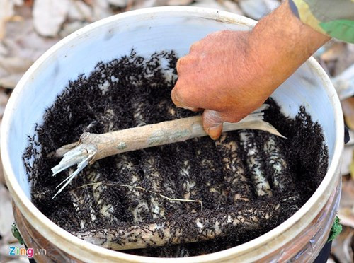 Người săn bọ cạp chỉ mua kiến sống nên việc bắt, nhốt... phải có cách nuôi đặc biệt. Khi cho côn trùng vào thùng nhựa, người câu phải dùng củi khô xếp tầng để chúng bu bám. Thùng chứa được đặt ở nơi có bóng râm, tránh nắng trực tiếp.
