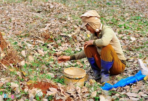Nghề lạ giúp vợ chồng nông dân có thu nhập trang trải cuộc sống. Bà Trần Thị Phe - vợ ông Hiếu cho biết, mỗi ngày họ bắt trung bình 5 kg kiến. Vào mùa mưa, côn trùng sinh nở nhiều nên có ngày đạt 9,7 kg. Mỗi tháng, cặp vợ chồng thu nhập từ nghề 15-30 triệu đồng.