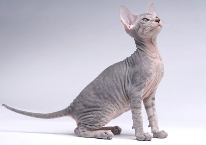 Mèo Peterbald (5000 USD) Peterbald là kết quả giao phối thử nghiệm giữa Oriental Shorthair và Donskoy. Giống mèo hầu như không có lông và có vẻ xấu xí. Tuy nhiên, chúng được đánh giá là mèo thông minh và thân thiện với con người.