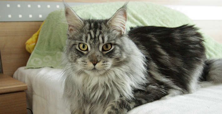 Mèo Maine Coon (1000 USD) Mèo Maine Coon hay mèo lông dài Mỹ là một giống mèo nhà có có kỹ năng săn mồi đáng nể. Đặc điểm nổi bật của một trong những giống mèo đắt nhất thế giới là cấu trúc xương lớn, cơ thể hình chữ nhật và bộ lông dài bồng bềnh. Maine Coon có thể có nhiều màu lông khác nhau và nổi tiếng bởi trí thông minh cũng như tính tình hiền lành.