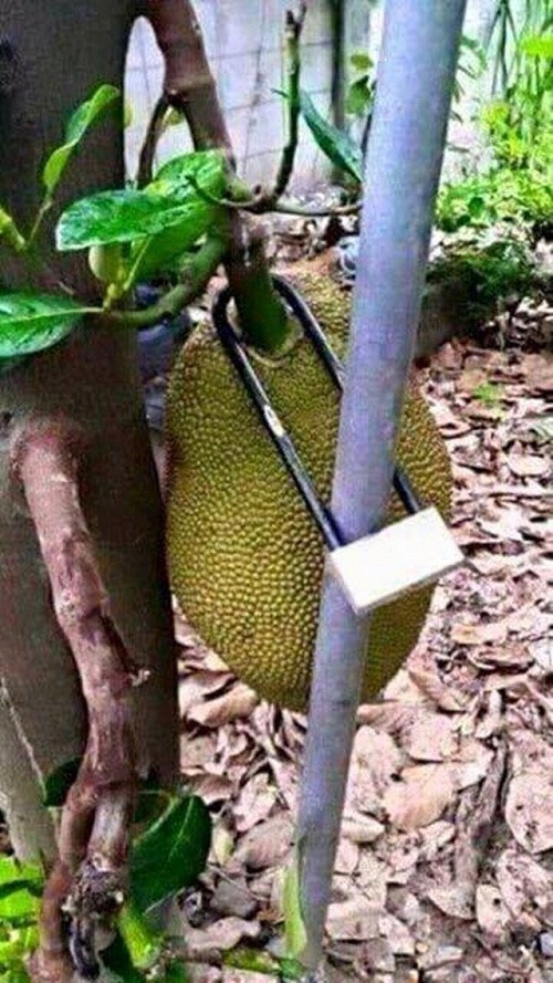 Cách chống trộm trái cây bá đạo.