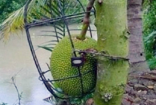 Trước vấn nạn "mít tặc" này cứ phải khóa và cho vào lồng sắt cho chắc.