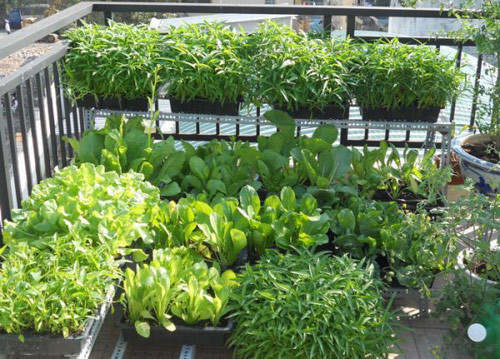 Trồng rau là một thú vui cũng là sở thích của nhiều người tuy nhiên ở thành thị đất chật người đông thì muốn có mảnh vườn treo tại nhà là điều không hề dễ dàng. Có thể bạn cần một phương pháp trồng tiết kiệm diện tích đất, cho nên đừng ngần ngại đầu tư cho công nghệ “trồng rau không cần đất”.