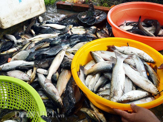 Mỗi đợt thuốc cá nông dân thu trung bình từ 3-5 triệu đồng.