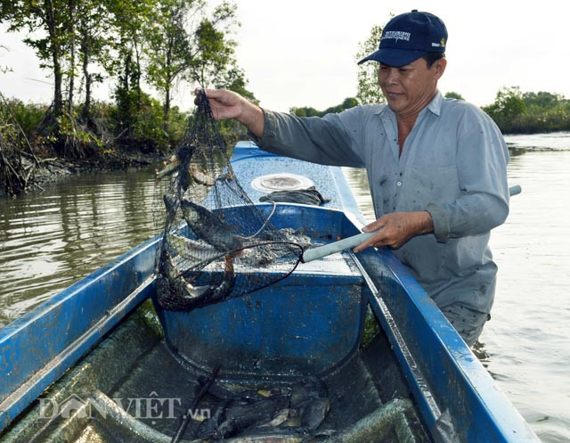 Có mặt tại nhà ông Dương Minh Khẹn (ngụ xã Tạ An Khương, huyện Đầm Dơi) khi ông đang chuẩn bị thuốc cá vuông, ông cho biết: Thuốc cá vuông phải được thực hiện trong con nước kém (thời điểm nước ngoài sông cạn) thì mới xả nước trong vuông ra sông được. Sau khi xay sẵn thuốc cá, xả cạn nước trong vuông, đến khoảng 5 giờ sáng thì bắt đầu rải thuốc cá để kịp vớt cá bán vào lúc 8-9 giờ sáng.
