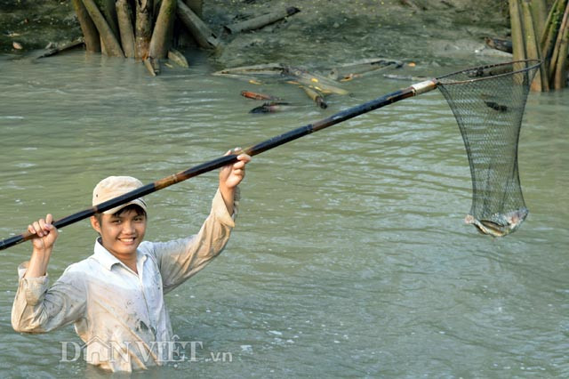 Tại những chỗ trũng nước còn khá sâu, rất khó để bắt được những con cá khỏe.