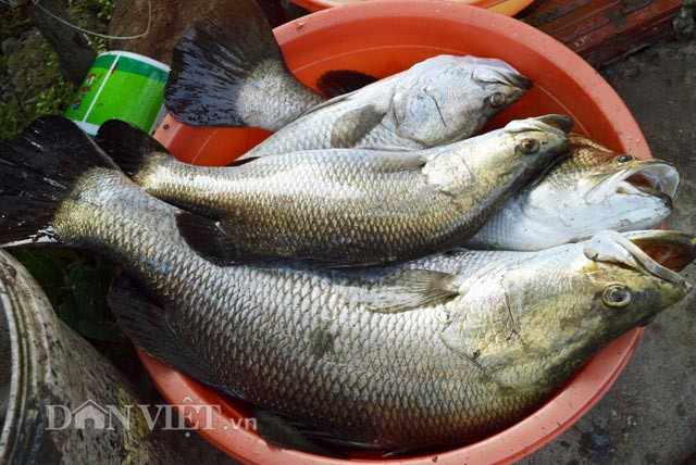 Những con cá chẽm này có trọng lượng từ 3-5kg, bán được giá cao.