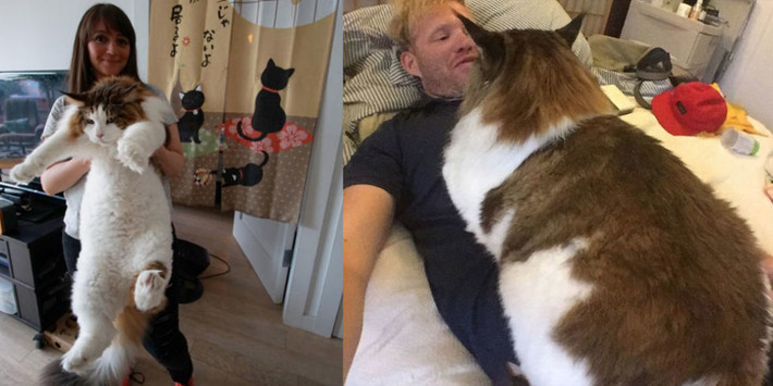 Chú mèo khổng lồ Samson thuộc giống mèo Maine Coon, hiện đang sống ở New York, Mỹ. Samson 4 tuổi, nặng 13 kg,dài 1,23 mét, rất thân thiện với con người. Dù rất to những cơ thể chú mèo hoàn toàn bình thường không bị béo.