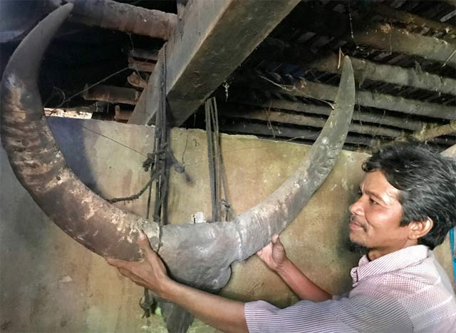 Sau một thời gian dài lưu giữ, tại nhiều vị trí trên cặp sừng khủng đã bị mòn, bể...thế nhưng nhìn vẫn khá nguyên vẹn