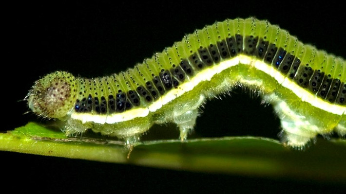 Theo tìm hiểu, đây là bướm của sâu muồng (tên khoa học: Catopsilia pomona fabricius). Người dân bản địa cho biết loài sâu này gần như không có lông và chỉ ăn lá của cây muồng mà không gây hại cho các loại thực vật khác. Ảnh:Manoj