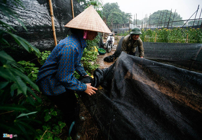 Đang nắng thì mưa đột ngột đổ xuống, nhiều gia đình phải kéo vội nilon và bạt phủ tạm lên những luống hoa.