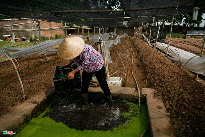 Một nông dân rửa mầm rau để trồng. Việc đầu tư lại mầm mới trên đất đã bị rửa trôi khiến cho mầm dễ chết và hoa kém chất lượng.