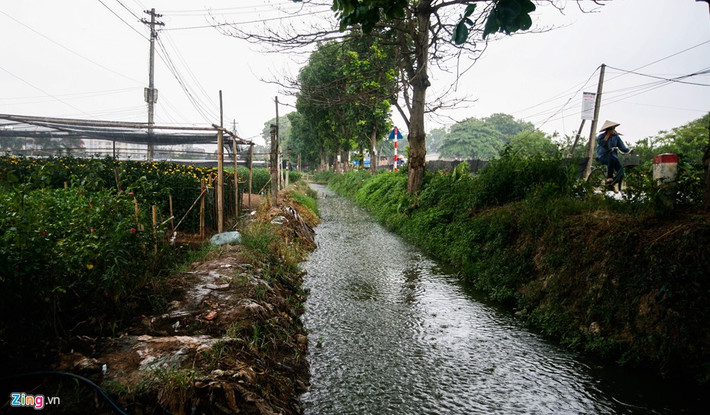 Ngoài thời tiết thất thường, ở đây những bờ mương hoặc kênh thoát nước quá nông, mỗi khi mưa xuống là nước tràn ngược vào vườn hoa cũng gây thiệt hại lớn.