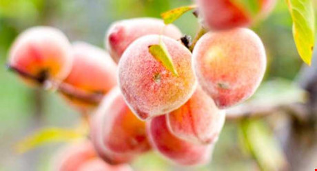 1. Trái đào: Đào là loại trái cây nên ăn vì chứa rất nhiều vitamin A, B và C, có thể bảo vệ làn da của bạn. Nó còn chứa fluoride có thể phòng ngừa sâu răng. Bạn nên chọn loại trái cây này vẫn còn cứng, thay vì chọn quả đã mềm.
