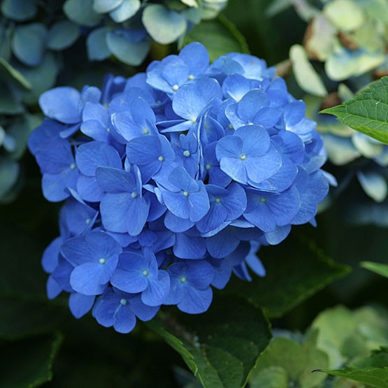 Cẩm tú cầu (Hydrangea macrophylla) Còn gọi là cây bát tiên, cẩm tú cầu là loài cây có nguồn gốc từ Nhật Bản. Hoa cẩm tú cầu có nhiều màu sắc sặc sỡ tùy thuộc vào nồng độ axit trong đất trồng. Hoa cẩm tú cầu rất đẹp, nhưng cũng rất độc vì có chứa chất Hydrangine. Chất này khi đi vào cơ thể có khả năng gây rối loạn hô hấp, buồn nôn, tiêu chảy.