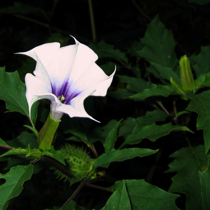 Cà độc dược (Datura metel) Còn gọi là hoa lưu ly, hay loa kèn quỷ, các giống cà độc dược có hoa đủ màu sắc: trắng, vàng, đỏ, tím. Cây cà độc dược chứa hàm lượng cao chất độc alcaloid có thể gây chết người tương tự cây mã tiền.