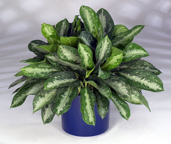 Cây vạn niên thanh (chi Aglaonema) Còn gọi là cây minh ti, có nhiều loại cây vạn niên thanh được lai tạo để làm cây cảnh trong nhà do có lá đẹp. Tuy nhiên đây là loại cây chứa chất kịch độc Calcium Oxalate có thể gây ngộ độc cho động vật và trẻ nhỏ nếu vô tình bứt lá, cho vào miệng. Một loài cây khác cũng rất giống cây vạn niên thanh là cây môn trường sinh (chi Dieffenbachia). Giống cây vạn niên thanh, cây môn trường sinh thuộc họ cây ráy và cũng chứa chất độc Calcium Oxalate. Chất độc này thường gây tê môi, ngứa họng, đỏ lưỡi khi tiếp xúc.