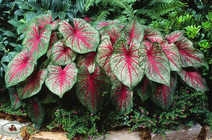 Cây môn kiểng (chi Caladium) Giống cây môn trường sinh và vạn niên thanh, cây môn kiểng cũng nằm trong họ cây ráy, và cũng chứa chất độc Calcium Oxalate ở tất cả các bộ phận của cây. Các nhà khoa học khuyến cáo tuyệt đối không được ăn hay để da trực tiếp chạm phải nhựa cây môn kiểng.