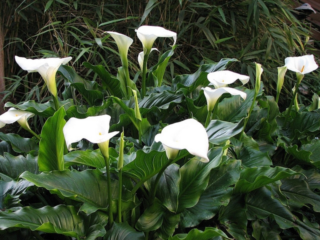 Loa kèn arum (Zantedeschia aethiopica) Có nguồn gốc từ châu Phi, hoa loa kèn arum được trồng khắp nơi trên thế giới để làm cảnh. Tương tự cây môn kiểng, loa kèn arum chứa chất độc Calcium Oxalate gây bỏng rát da tay, phá hủy niêm mạc dạ dày, niêm mạc ruột nếu tiếp xúc.