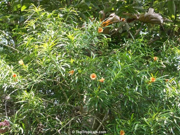 Cây huỳnh liên (Cascabela thevetia/Thevetia peruviana) Có xuất xứ từ Trung Mỹ, cây huỳnh liên thuộc họ trúc đào, thường được trồng làm cảnh vì có hoa màu vàng hoặc vàng cam rất đẹp. Tuy nhiên toàn bộ cây huỳnh liên đều chứa chất kịch độc có thể gây chết người. Cây huỳnh liên chứa chất độc Cardiac Glycosides, rất khó phân hủy.