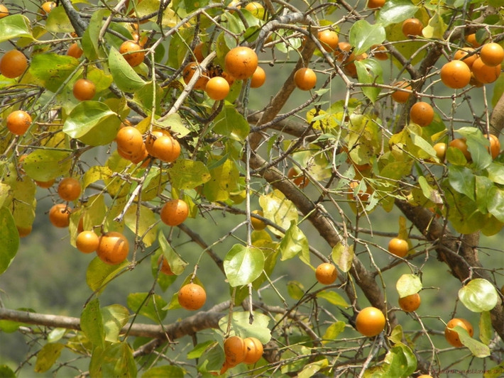 Cây mã tiền (Strychnos nux-vomica) Phổ biến ở Ấn Độ và Đông Nam Á, cây mã tiền thường được trồng làm cảnh vì có lá đẹp. Đặc biệt quả mã tiền có màu vàng cam giống quả quất khi chín. Tuy nhiên nếu ăn phải quả mã tiền coi như cầm chắc cái chết bởi hạt mã tiền chứa chất alcaloid, khi vào cơ thể sẽ gây tử vong vì tê liệt toàn thân, ngạt thở.