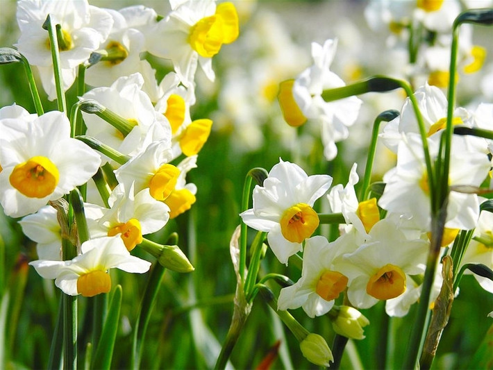 Hoa thủy tiên (chi Narcissus) Thường được trồng ở vườn nhà hoặc các chậu cảnh trong gia đình, hoa thủy tiên thường có màu trắng hoặc vàng. Tuy nhiên nhựa cây thủy tiên lại chứa chất độc alcaloid giống cà độc dược và cây mã tiên.