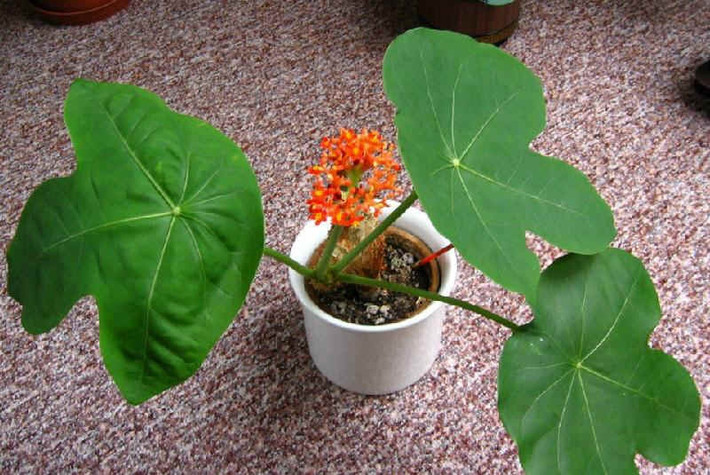 Cây ngô đồng (Jatropha podagrica) Còn được gọi dưới tên là cây dầu lai có củ, hay sen lục bình, cây ngô đồng có nguồn gốc từ châu Mỹ nhưng được trồng làm cảnh trên khắp thế giới. Không chỉ có hoa đẹp quanh năm , cây ngô đồng còn có khả năng thu hút nhiều loài bướm. Mặc dù rất đẹp nhưng cây ngô đồng lại chứa chất độc curcin, đặc biệt trong hạt và thân củ. Chất độc này khi vào cơ thể người sẽ gây chóng mặt, buồn nôn.
