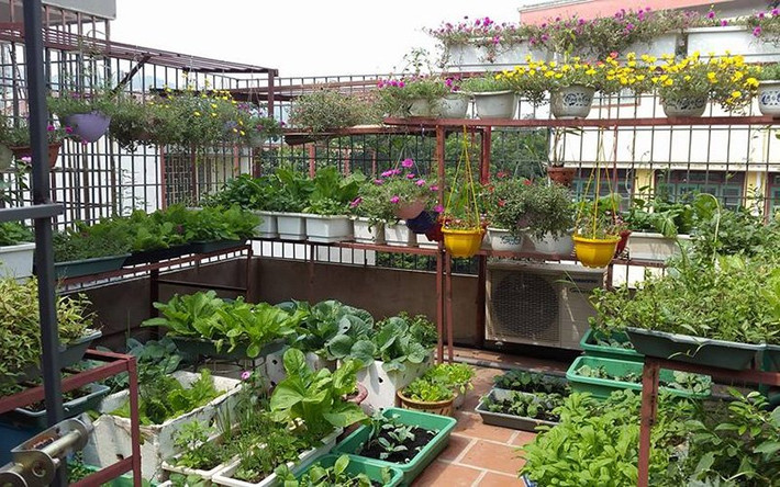Toàn cảnh vườn rau sân thượng của gia đình chị Huệ. Ảnh: http://danviet.vn/