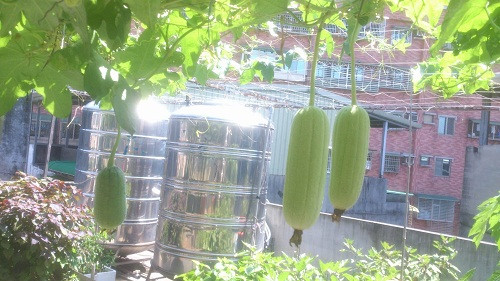 Không có diện tích dưới mặt đất, chị Thúy đã nảy ra sáng kiến đặt thùng xốp trồng rau trên khoảnh sân thượng rộng chừng 25m vuông. Chị cho biết, chị phải nhờ người thân gửi hạt giống rau quả từ Việt Nam qua Đài Loan để ươm và gieo trồng.