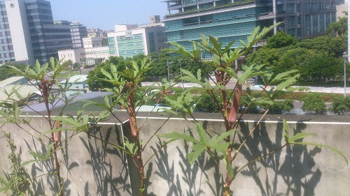 Đậu bắp được trồng theo hàng giáp tường ngoài để có thể hấp thụ ánh nắng mặt trời.