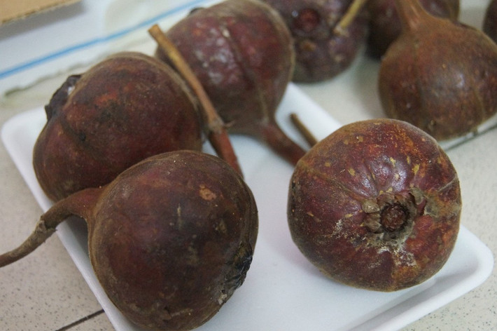 1. Sung "khổng lồ" Có kích thước to gấp 20 lần quả sung bình thường, vỏ ngoài có màu tím đỏ, phần thịt bên trong màu tím hồng, ở giữa quả có mật vàng như mật ong, ăn ngọt lịm,... quả vả rừng hay còn gọi là "sung khổng lồ" đang khiến dân Hà thành mê mẩn, thích thú. Hiện, loại trái cây rừng này đang được rao bán trên mạng với giá 60.000 đồng/kg. Loại quả này thường có nhiều ở một số khu vực như Lạng Sơn, Thanh Hóa, Bắc Giang, Thái Nguyên,... với tên gọi khác nhau ở từng vùng như quả vả, ngõa mật, sung "khổng lồ".