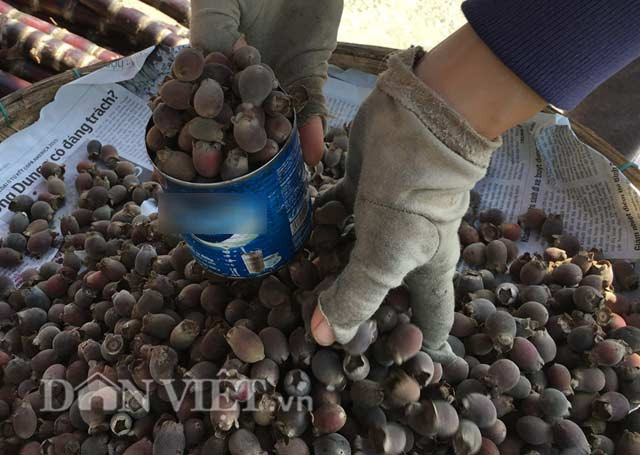 Được người mua săn lùng nhiều nhất phải kể đến sim Phú Quốc, loại quả mọng, lớn, vị đậm, rất ít người bản địa biết được nơi tìm hái. Theo các chủ cửa hàng, hiện giá sim Phú Quốc mua tại chợ trên đảo đã là 50.000 đồng/kg, nhưng nếu đưa được về Hà Nội thì giá bán phải lên tới 100.000 -120.000 đồng/kg. (Ảnh: Dân Việt)
