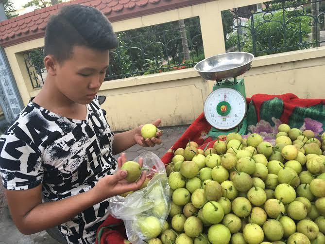 Hiện, loại lê lạ siêu ngọt này đang được bày bán tại các sạp hoa quả ở chợ Đồng Xa, chợ Nghĩa Tân cũng như trên các tuyến đường Thủ đô như Giải Phóng, Khuất Duy Tiến, Nguyễn Xiển, Hồ Tùng Mậu,... (Ảnh: Vietnamnet)