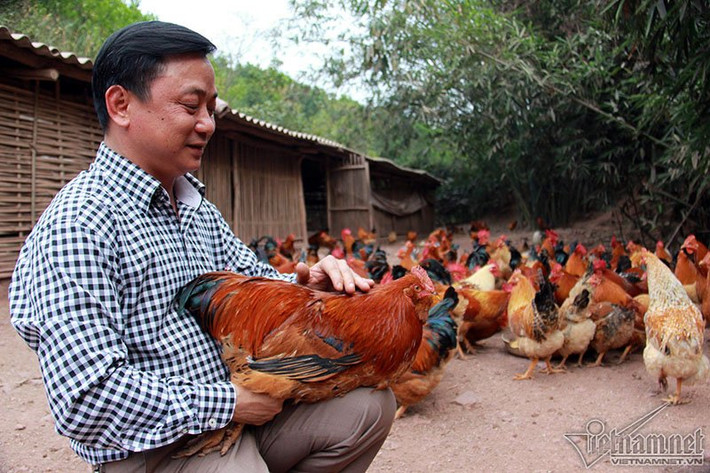 Người dân tại đây cho biết, từ xa xưa, khi “ông bà, ông vải” đặt chân tới vùng đất rừng núi này thì đã nghe thấy tiếng gà gáy và loài gà này đã có tại đây. Tên gọi loài gà cũng bắt nguồn từ đặc điểm mà ra. Khác với gà thường, gà râu có chân thấp, lông màu hoa mơ, nâu, xám, tía hay tro vàng, da vàng, con mái có chùm lông dày mọc dưới cằm trễ xuống nhìn như chùm râu, một số khác thì có bạt lông mọc trên đầu che đi phần mào nhìn như đang được đội mũ. Con gà nào không có râu hoặc mũ thì phần mào phát triển hơn gà bình thường, mào đỏ chói, rất to, mọc chen lấn từ đầu mỏ cho tới hết phần đầu.